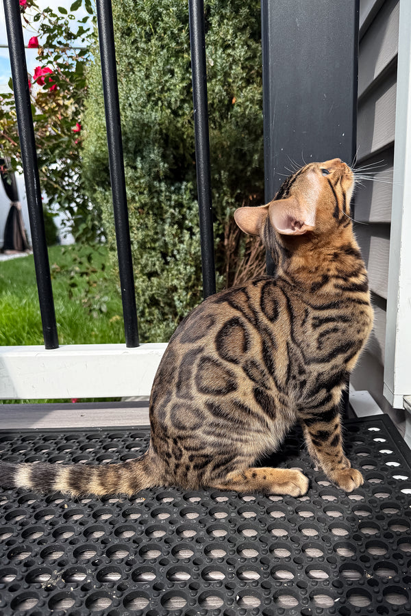 Richard | Bengal Kitten