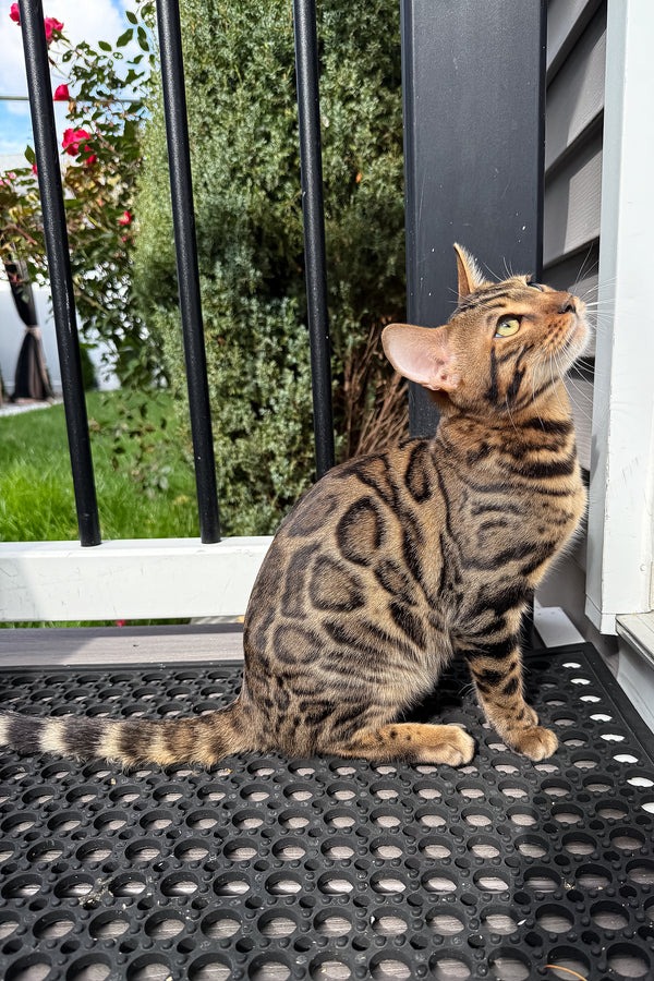 Richard | Bengal Kitten