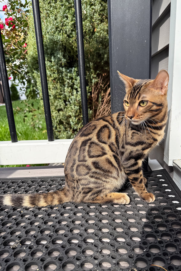 Richard | Bengal Kitten