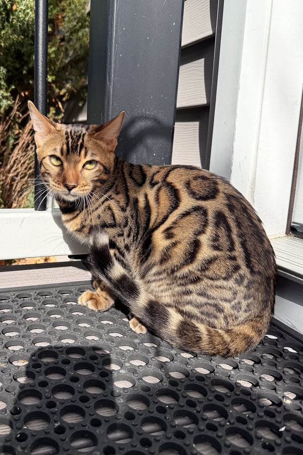 Richard | Bengal Kitten