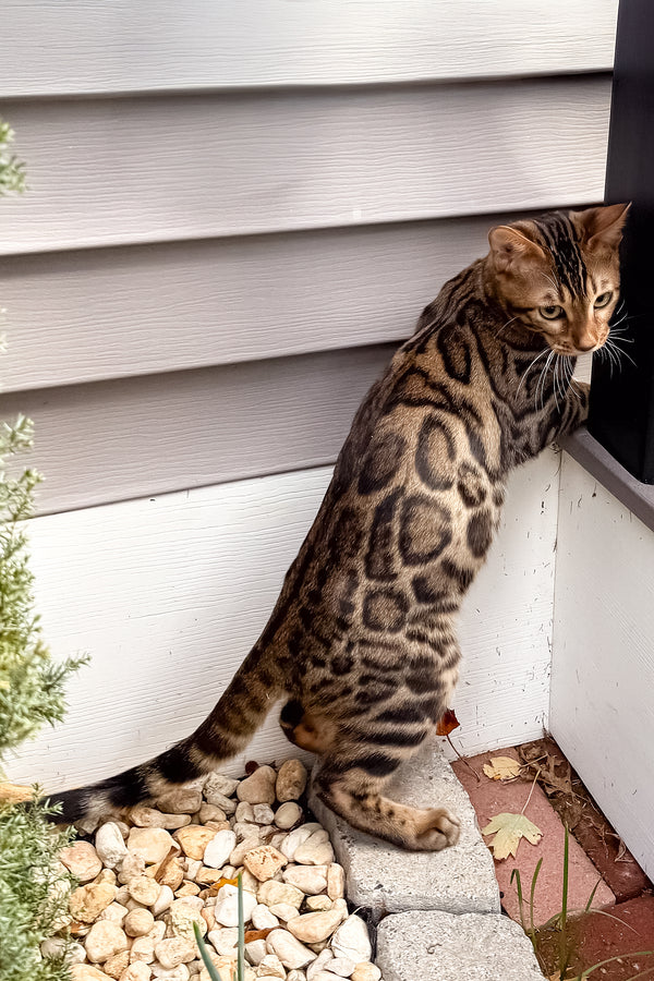Richard | Bengal Kitten