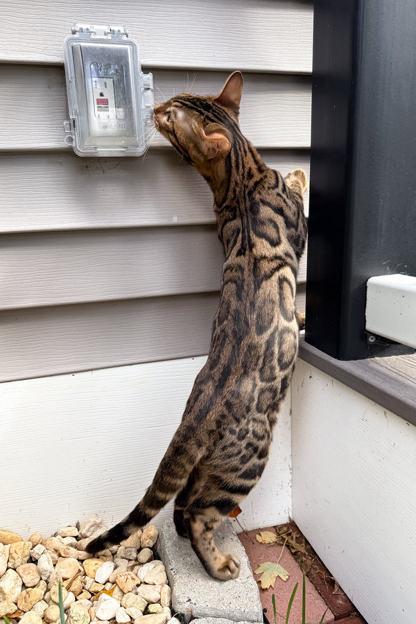 Richard | Bengal Kitten