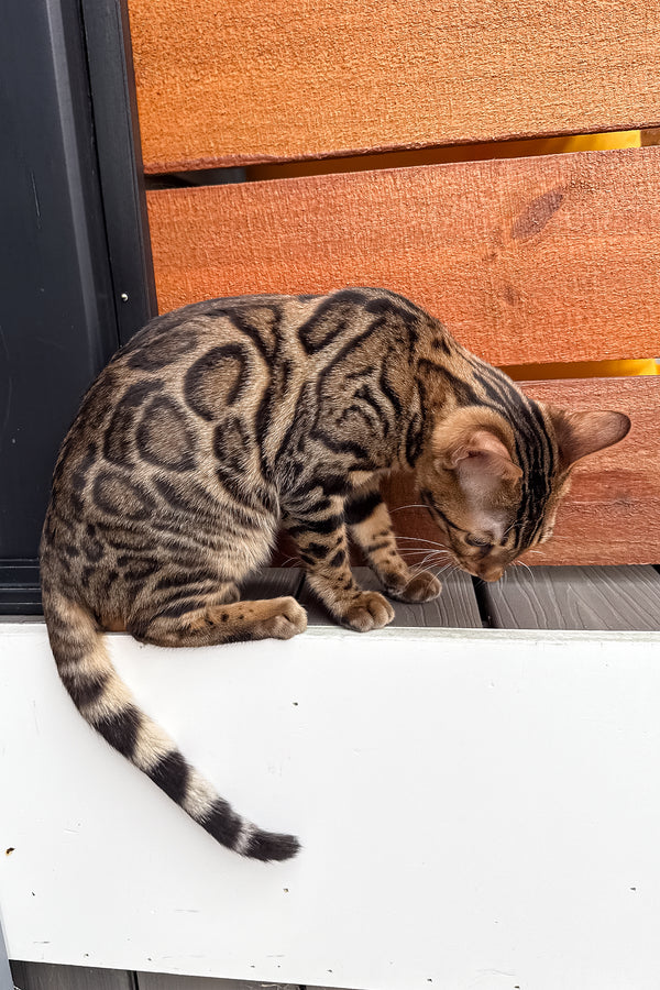 Richard | Bengal Kitten