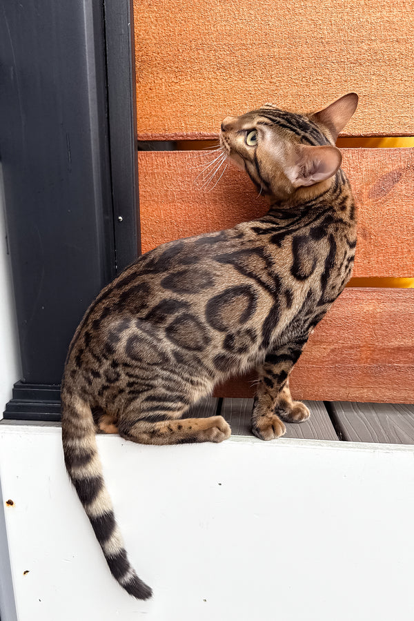 Richard | Bengal Kitten
