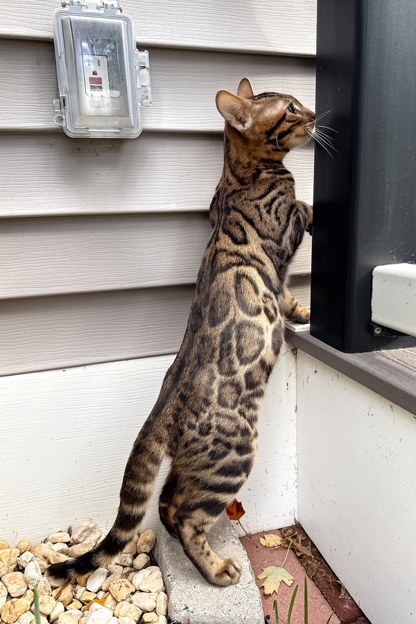 Richard | Bengal Kitten