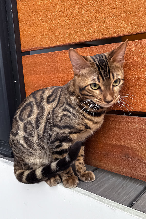Richard | Bengal Kitten