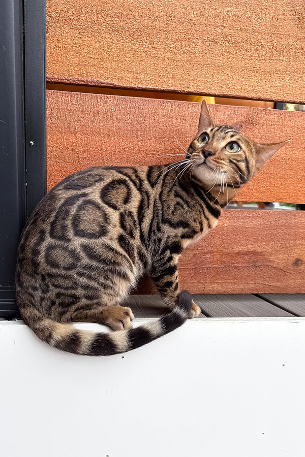 Richard | Bengal Kitten