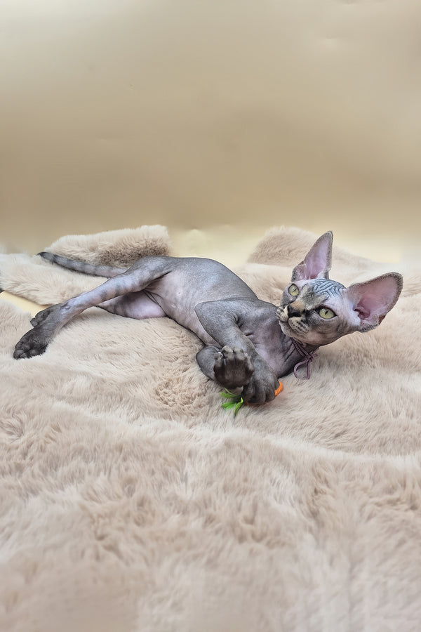 Romeo | Canadian Sphynx Kitten