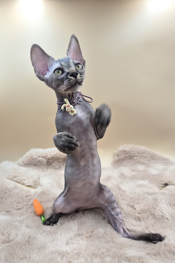 Romeo | Canadian Sphynx Kitten