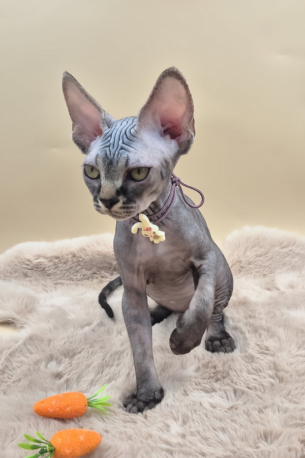 Romeo | Canadian Sphynx Kitten