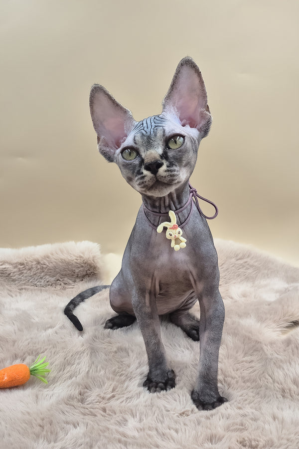 Romeo | Canadian Sphynx Kitten
