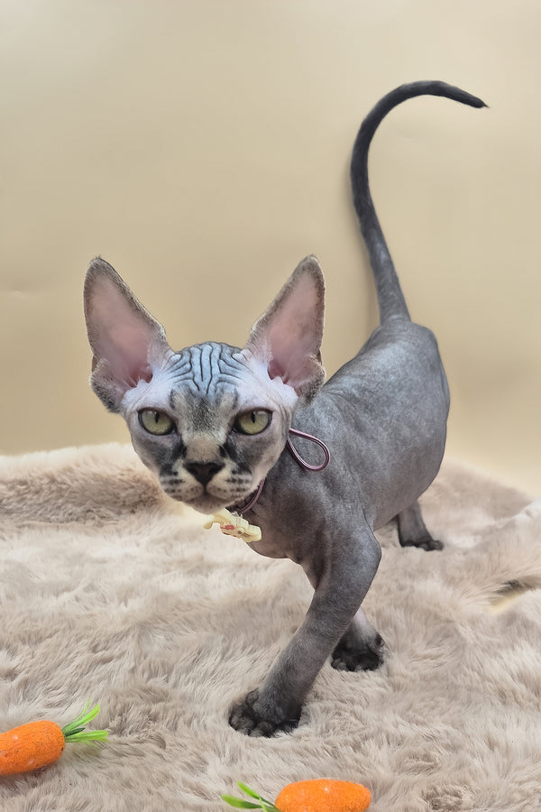Romeo | Canadian Sphynx Kitten