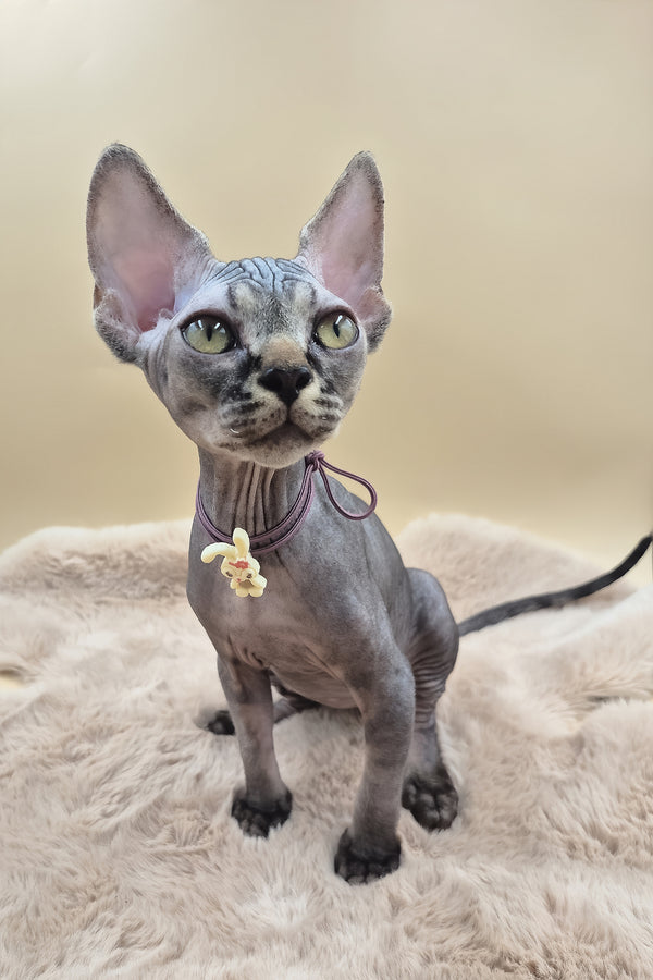 Romeo | Canadian Sphynx Kitten