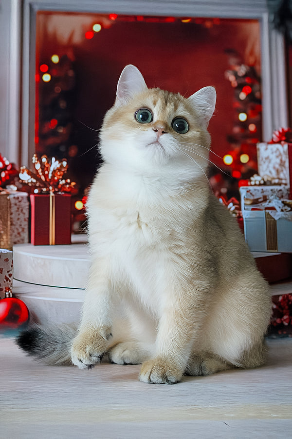 Romeo | British Shorthair Kitten