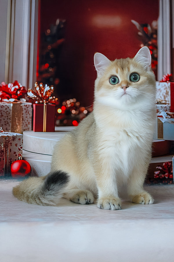 Romeo | British Shorthair Kitten