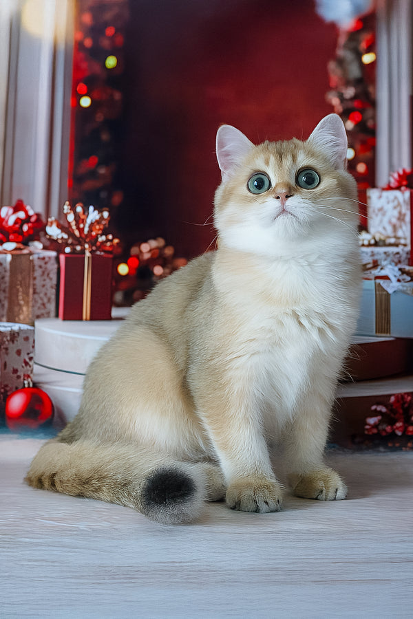 Romeo | British Shorthair Kitten