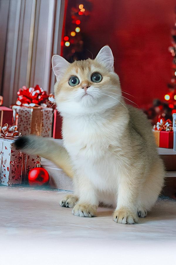 Romeo | British Shorthair Kitten