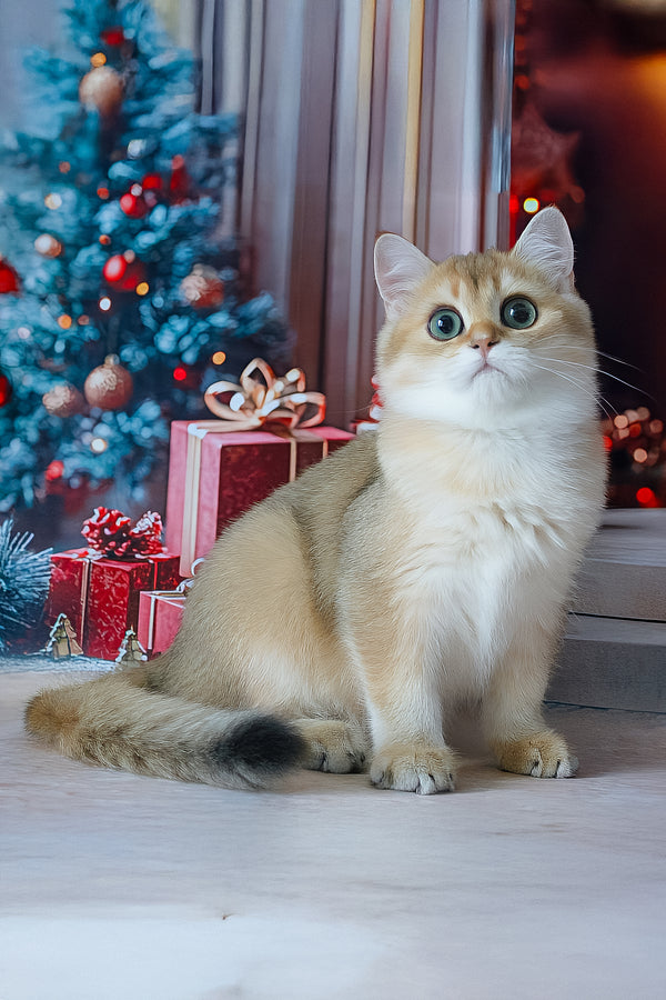 Romeo | British Shorthair Kitten