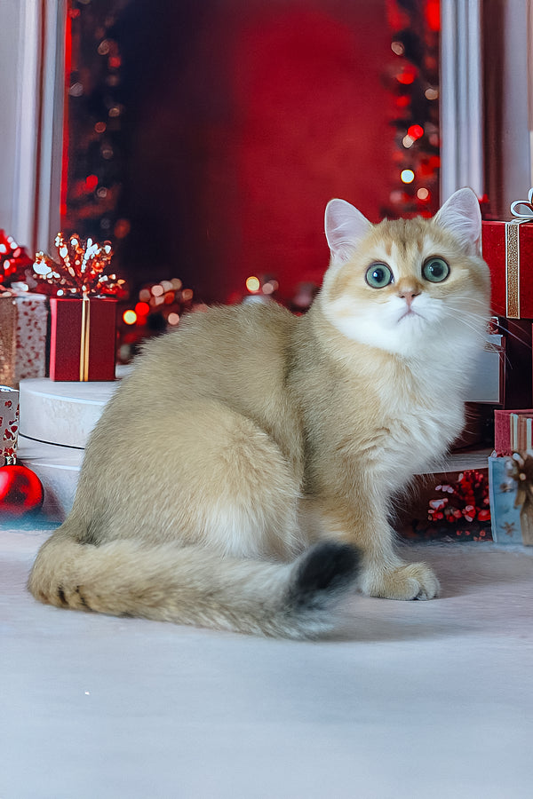 Romeo | British Shorthair Kitten