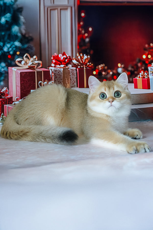 Romeo | British Shorthair Kitten