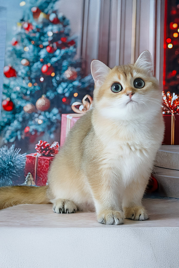 Romeo | British Shorthair Kitten