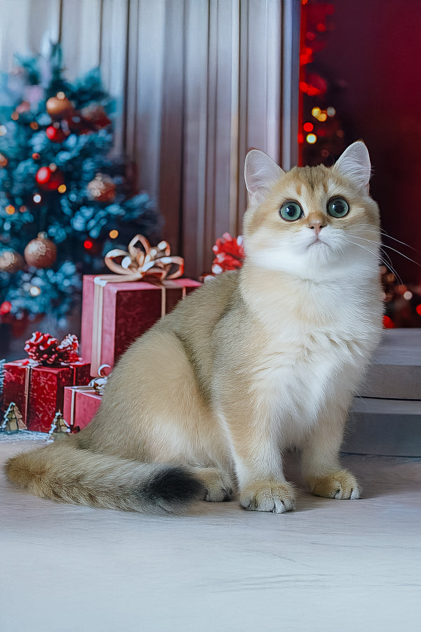 Romeo | British Shorthair Kitten