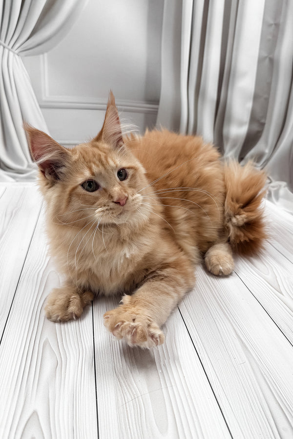 Ron | Maine Coon Kitten