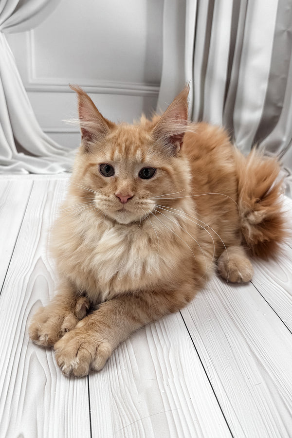 Ron | Maine Coon Kitten