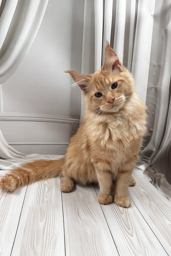 Ron | Maine Coon Kitten