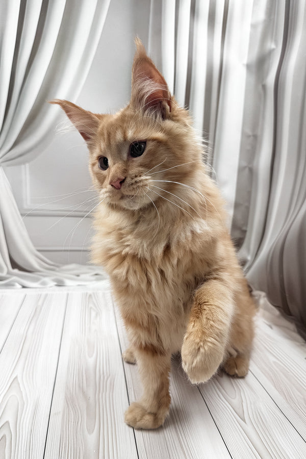 Ron | Maine Coon Kitten