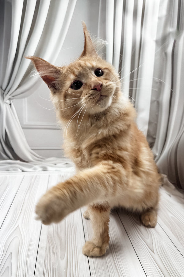 Ron | Maine Coon Kitten