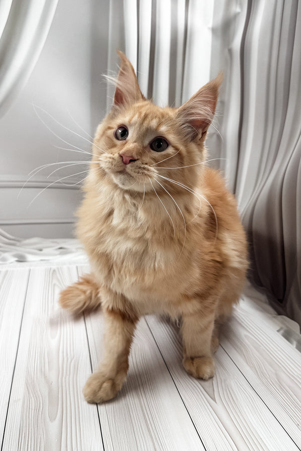 Ron | Maine Coon Kitten