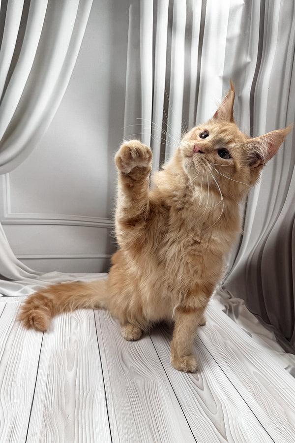 Ron | Maine Coon Kitten