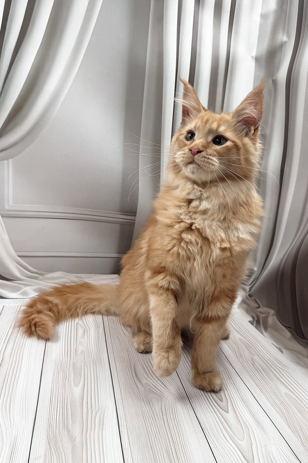 Ron | Maine Coon Kitten