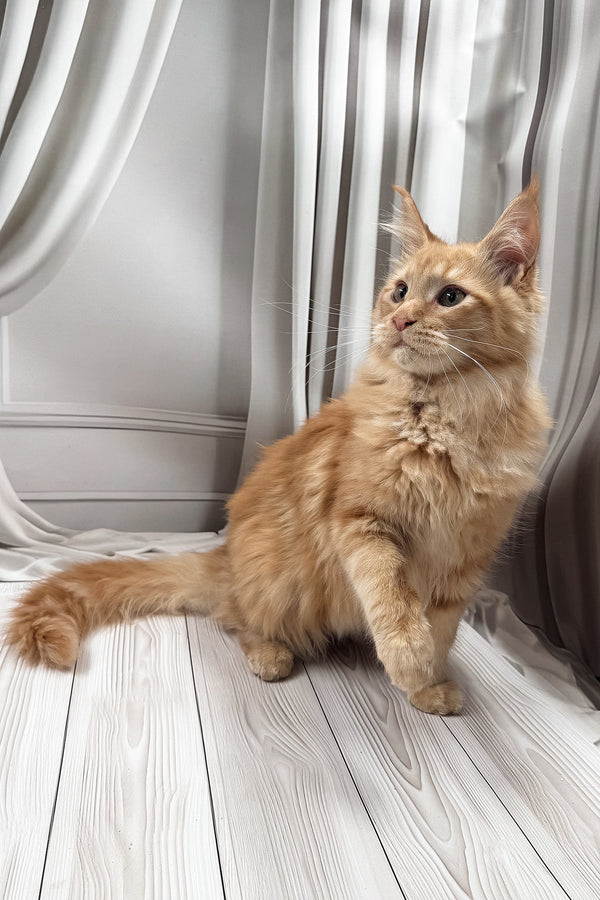 Ron | Maine Coon Kitten