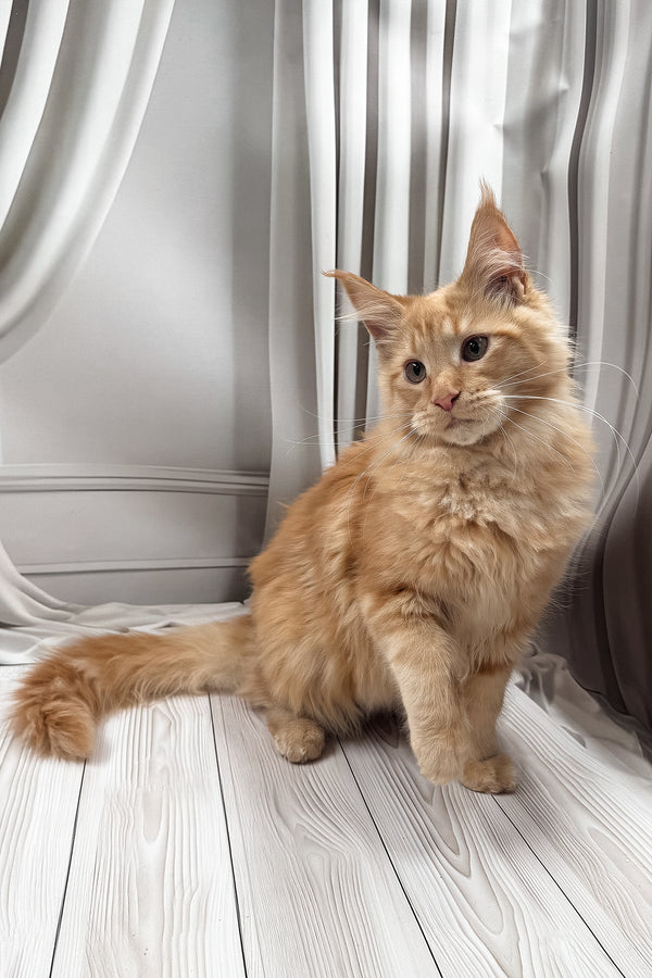 Ron | Maine Coon Kitten