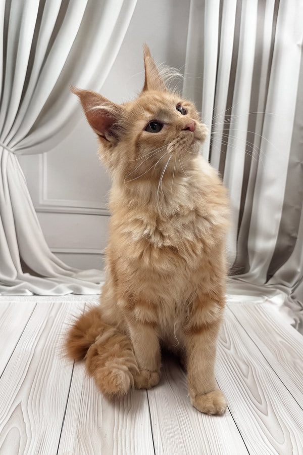 Ron | Maine Coon Kitten