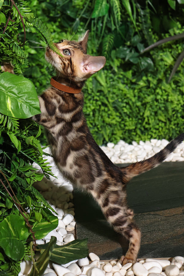 Rose | Bengal Kitten