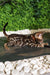 Rose | Bengal Kitten
