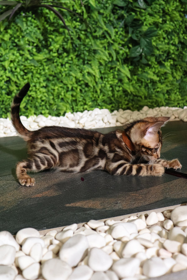 Rose | Bengal Kitten