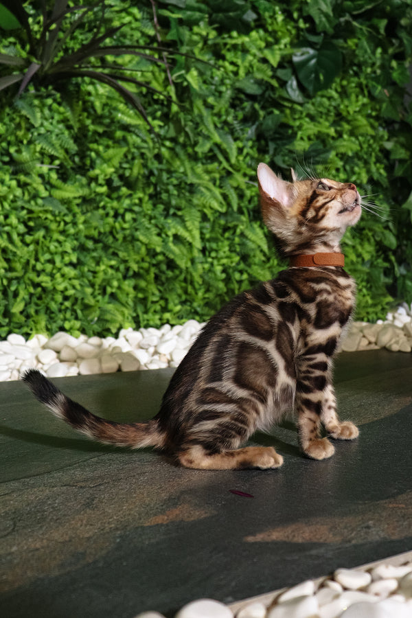 Rose | Bengal Kitten