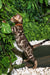Rose | Bengal Kitten