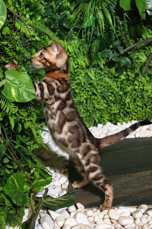 Rose | Bengal Kitten