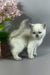 Rozi | British Shorthair Kitten