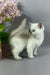 Rozi | British Shorthair Kitten