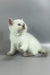 Rozi | British Shorthair Kitten