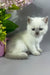 Rozi | British Shorthair Kitten
