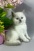 Rozi | British Shorthair Kitten