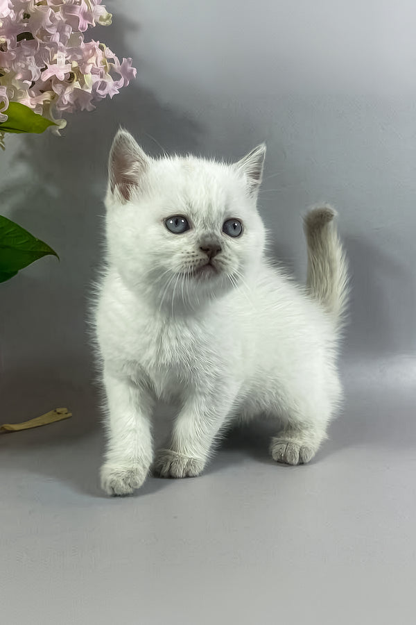 Rozi | British Shorthair Kitten