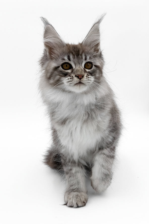 Sansay | Maine Coon Kitten